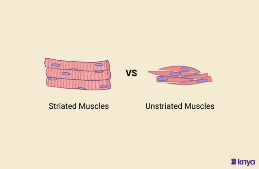 Difference Between Striated And Unstriated Muscles