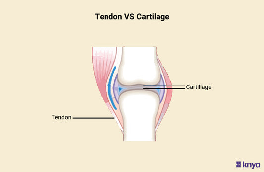 Difference Between Tendon and Cartilage