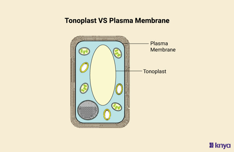 Difference Between Tonoplast and Plasma Membrane | Learn More – Knya