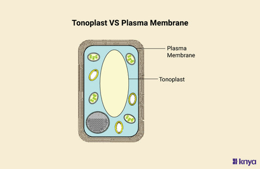 Difference Between Tonoplast and Plasma Membrane