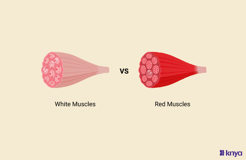 Difference Between Red Muscles and White Muscles Explained in Detail – Knya