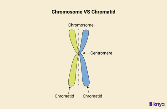 Chromosome Vs Chromatids