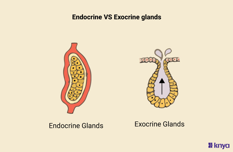 Tracking down the difference between Endocrine and Exocrine gland – Knya