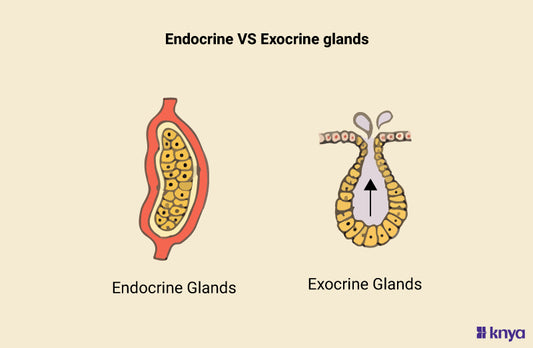 Difference between Endocrine and Exocrine glands