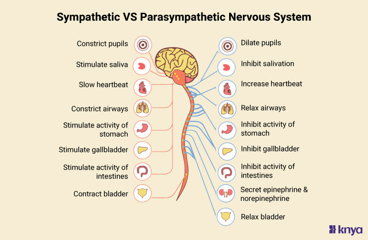 Difference between Sympathetic and Parasympathetic Nervous Systems. – Knya