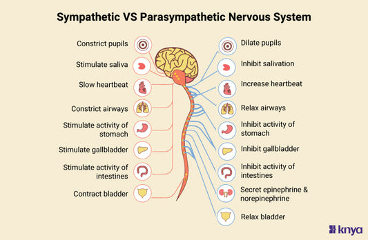 Difference Between Sympathetic and Parasympathetic Nervous System
