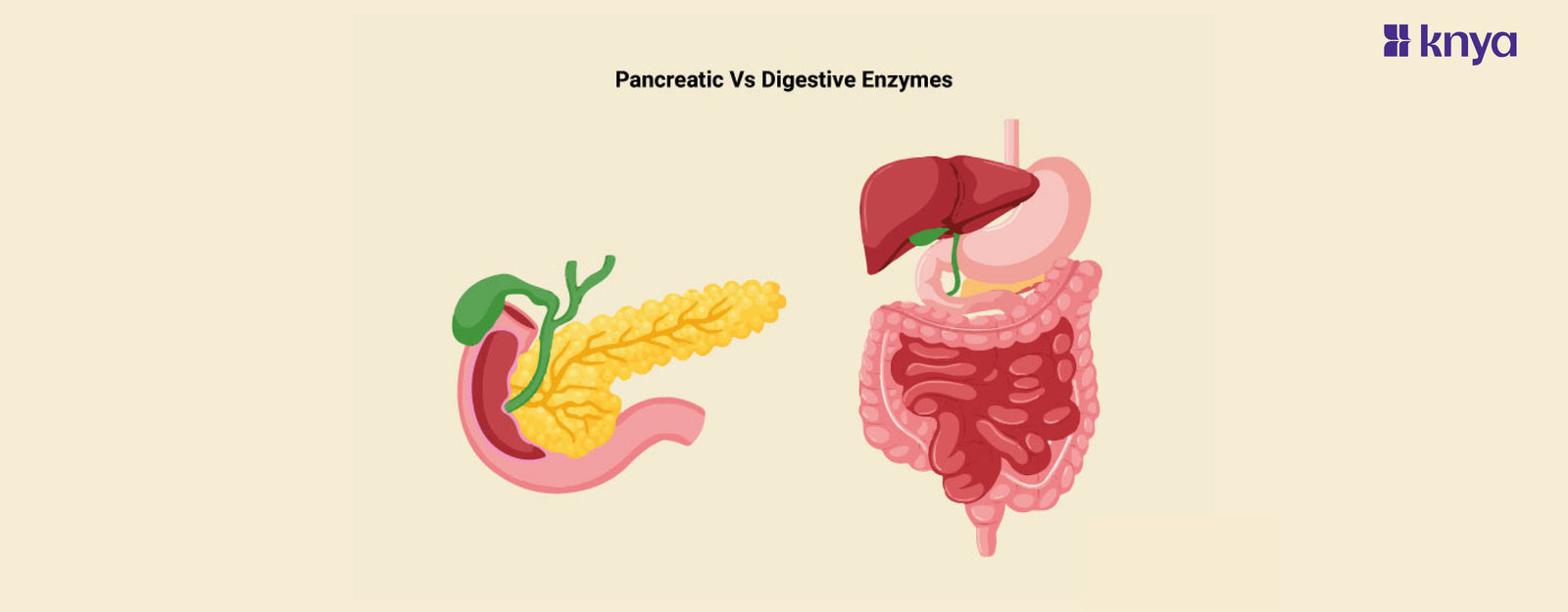 Difference Between Pancreatin Vs Enzymes: Digestive Dilemma – Knya