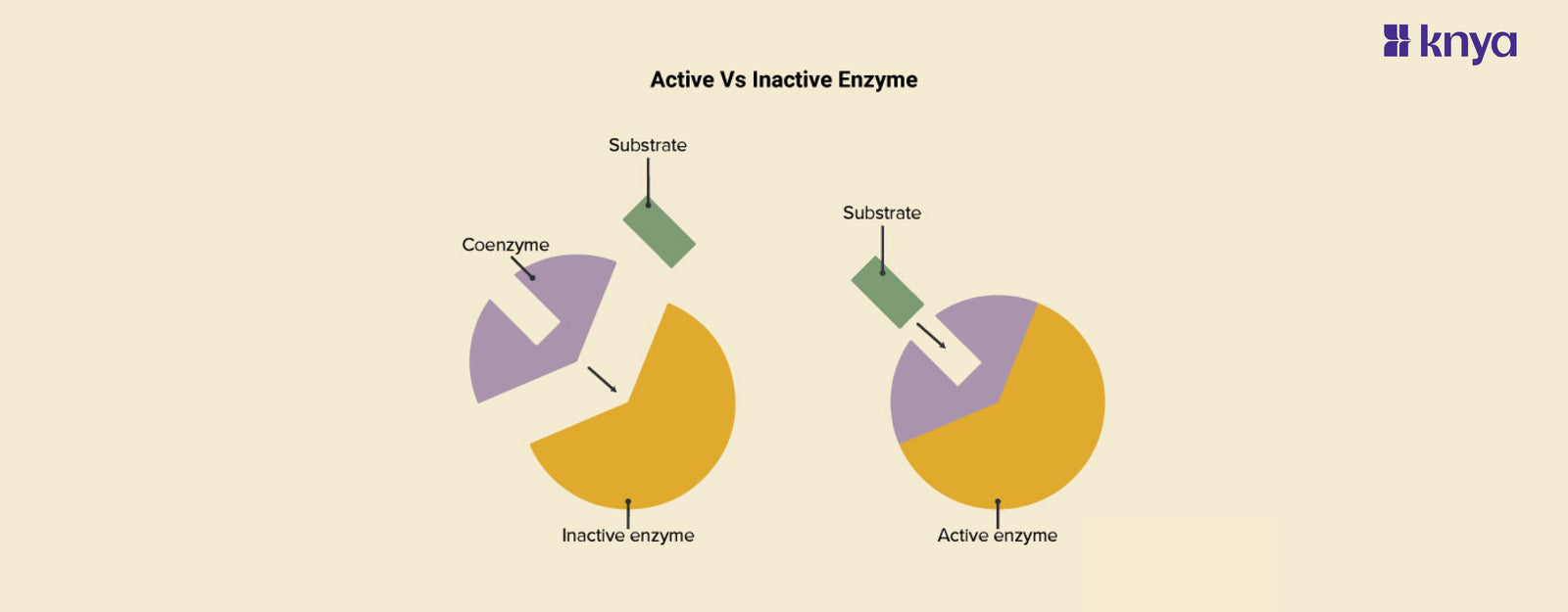 Active vs Inactive Enzymes: Understanding Catalysis and Regulation in ...