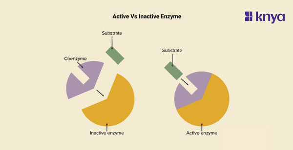 Active vs Inactive Enzymes: Understanding Catalysis and Regulation in ...