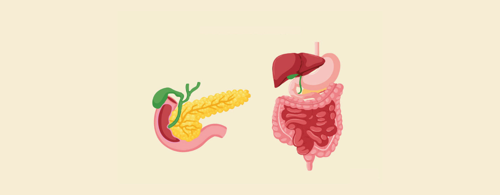 Pancreatic Enzymes vs Digestive Enzymes | Key Differences Explained – Knya